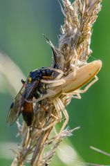 Weiße Spinne beim Speisen