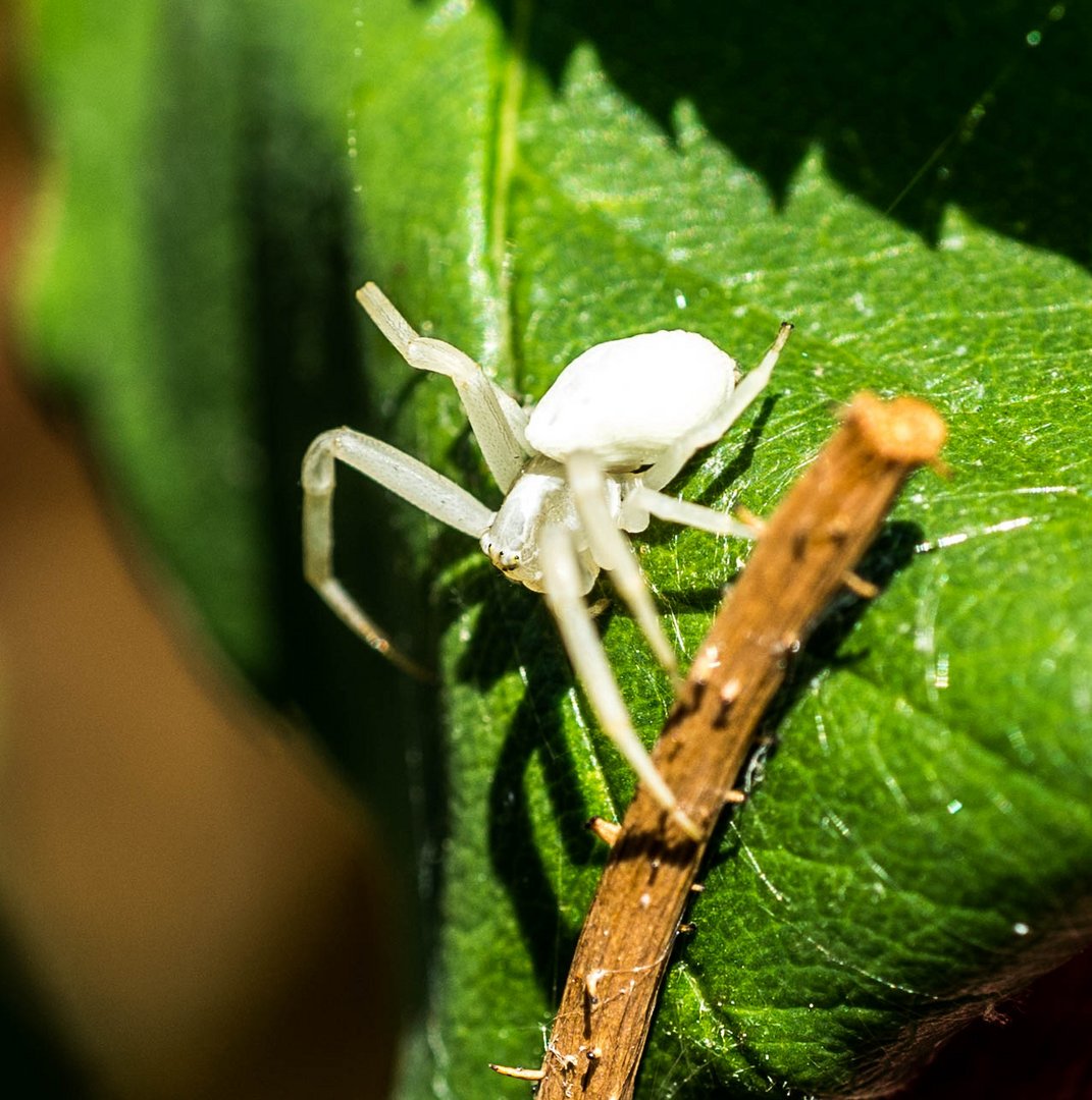 weiße spinne Foto &amp; Bild | tiere, wildlife, spinnen Bilder auf ...