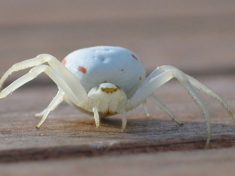 Weisse Spinne Weisse Spinne