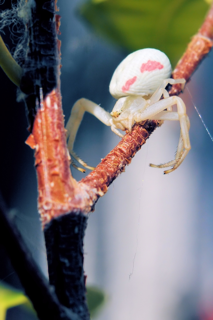 Weiße Spinne Foto & Bild tiere, wildlife, spinnen Bilder auf