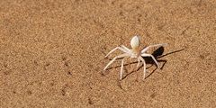 Weisse Spinne im Wüstensand