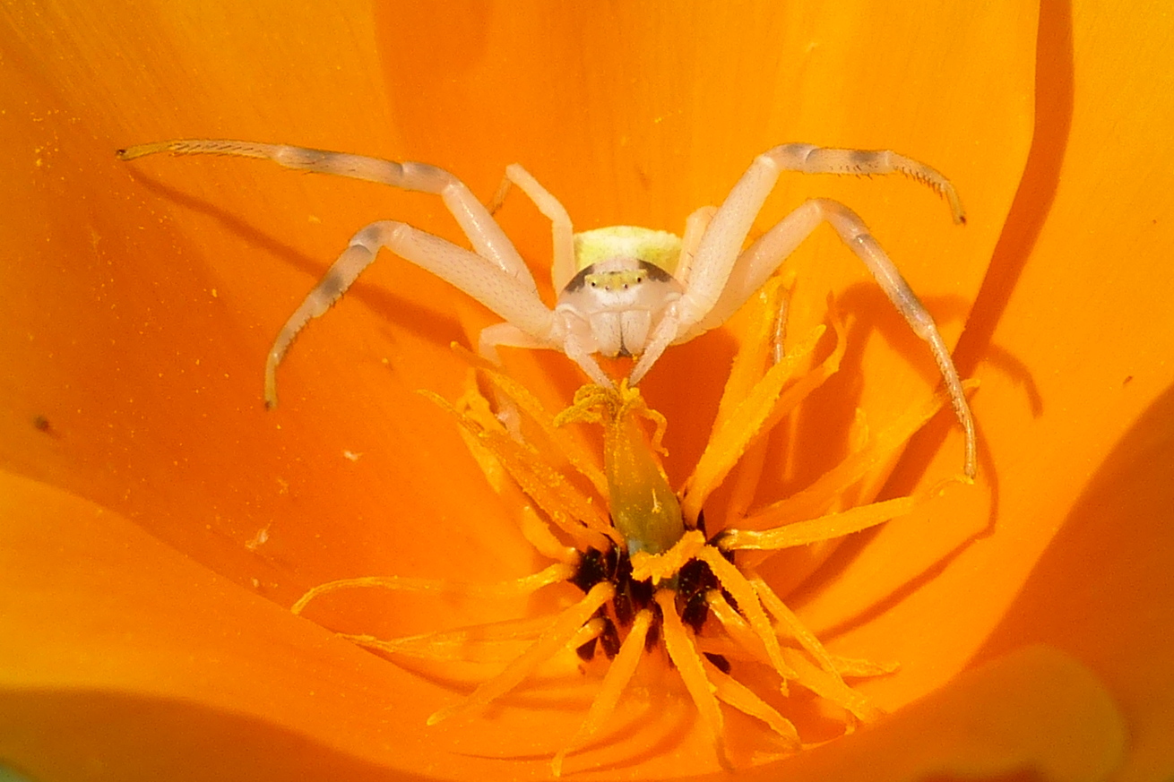 weiße Spinne oder orange?