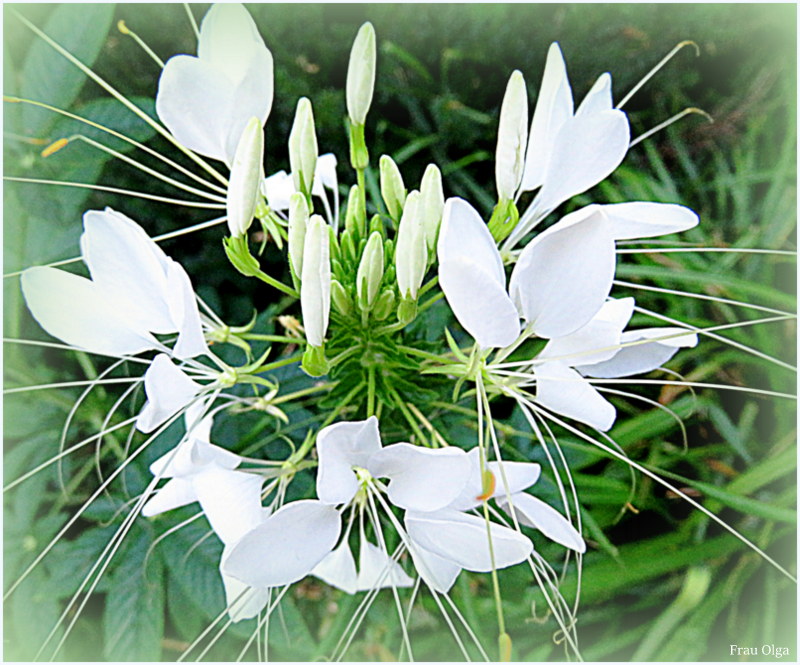 Weiße Spinnenblume