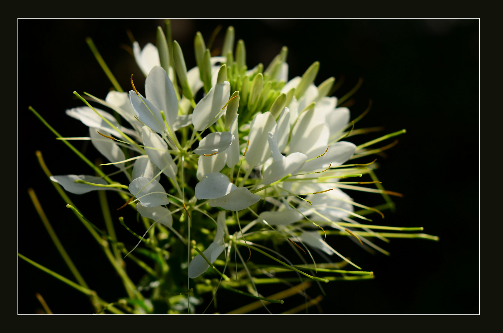 Weiße Spinnenbluume