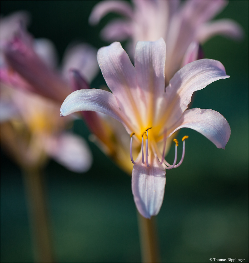 Weiße Spinnenlilie (Lycoris squamigera).