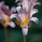 Weiße Spinnenlilie (Lycoris squamigera).