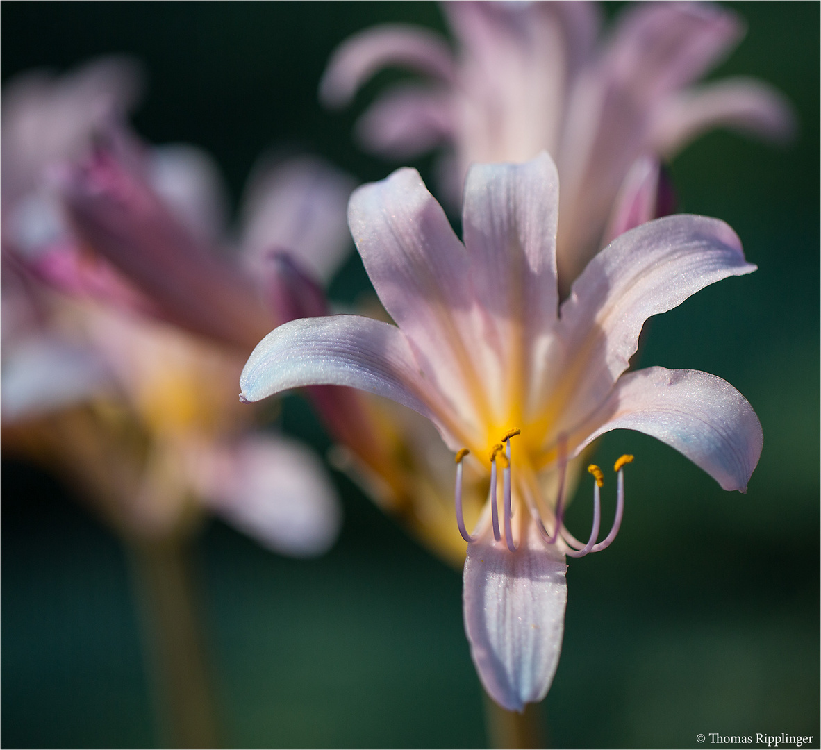 Weiße Spinnenlilie (Lycoris squamigera)...