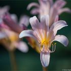 Weiße Spinnenlilie (Lycoris squamigera)...