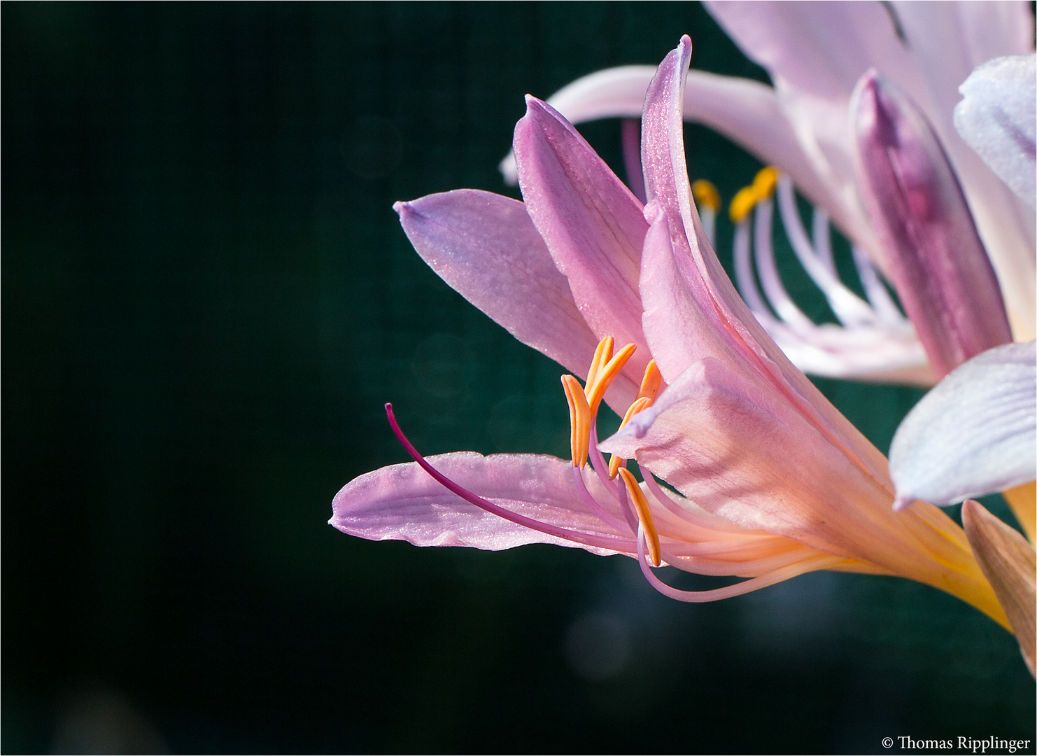 Weiße Spinnenlilie (Lycoris squamigera).......