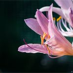 Weiße Spinnenlilie (Lycoris squamigera).......