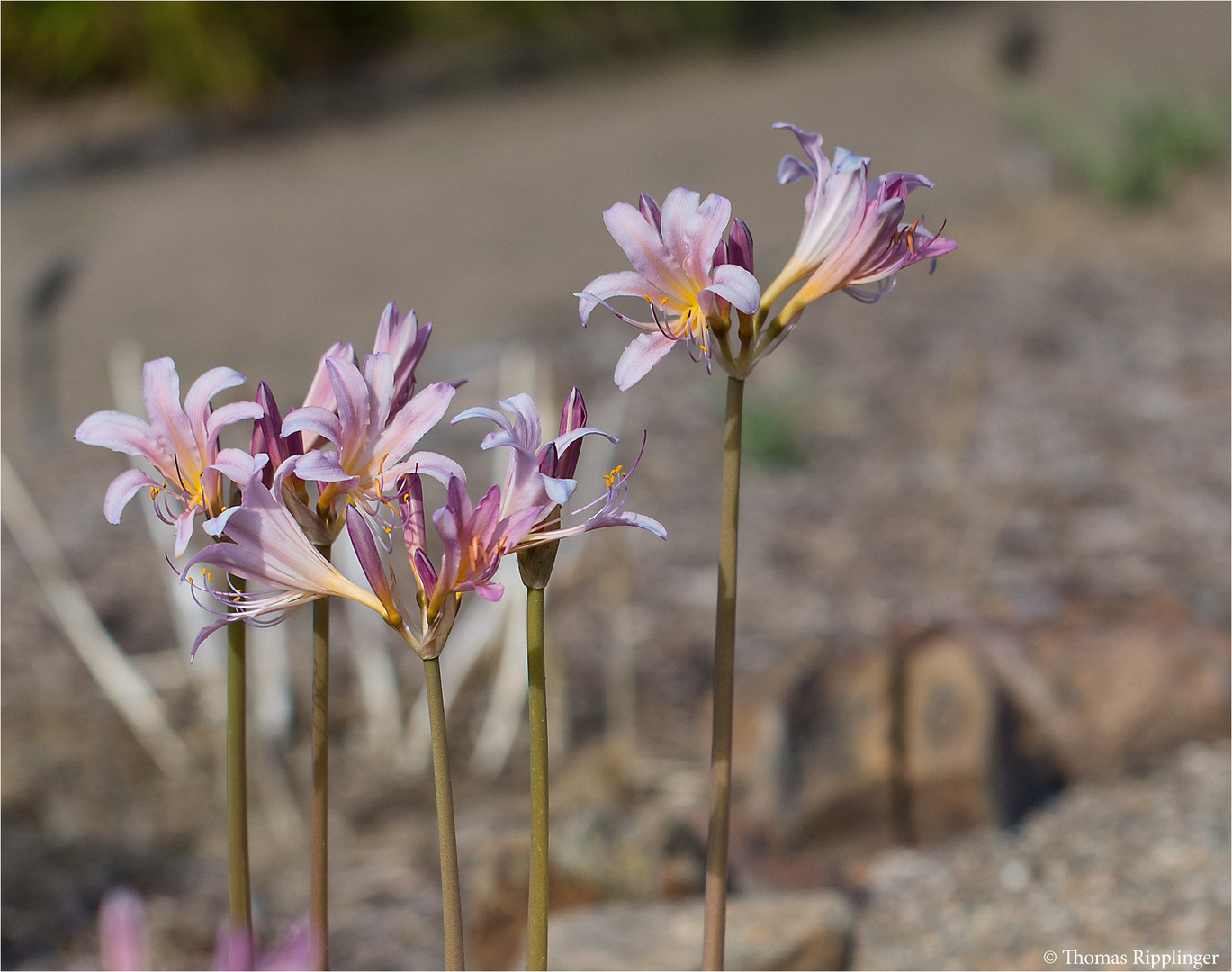 Weiße Spinnenlilie (Lycoris squamigera)..