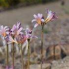 Weiße Spinnenlilie (Lycoris squamigera)..