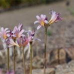 Weiße Spinnenlilie (Lycoris squamigera)..