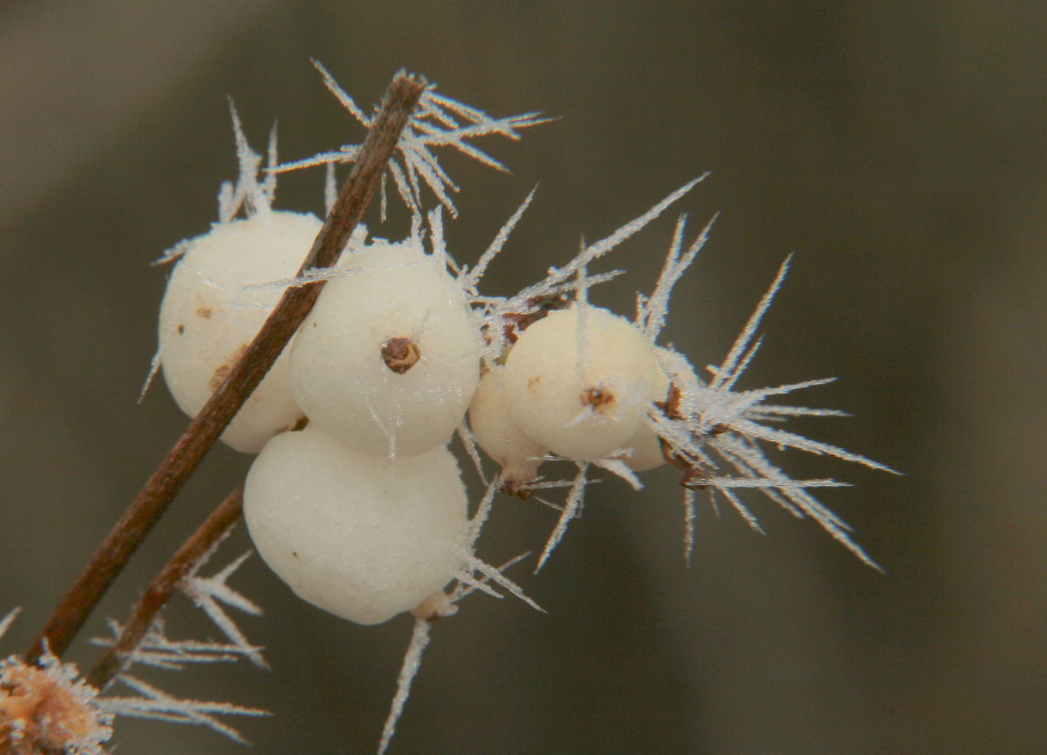 Weiße Stachelbeeren.