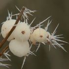 Weiße Stachelbeeren.