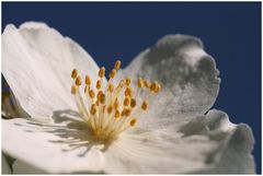 Weiße, stark, aber sehr angenehm duftende Blüte