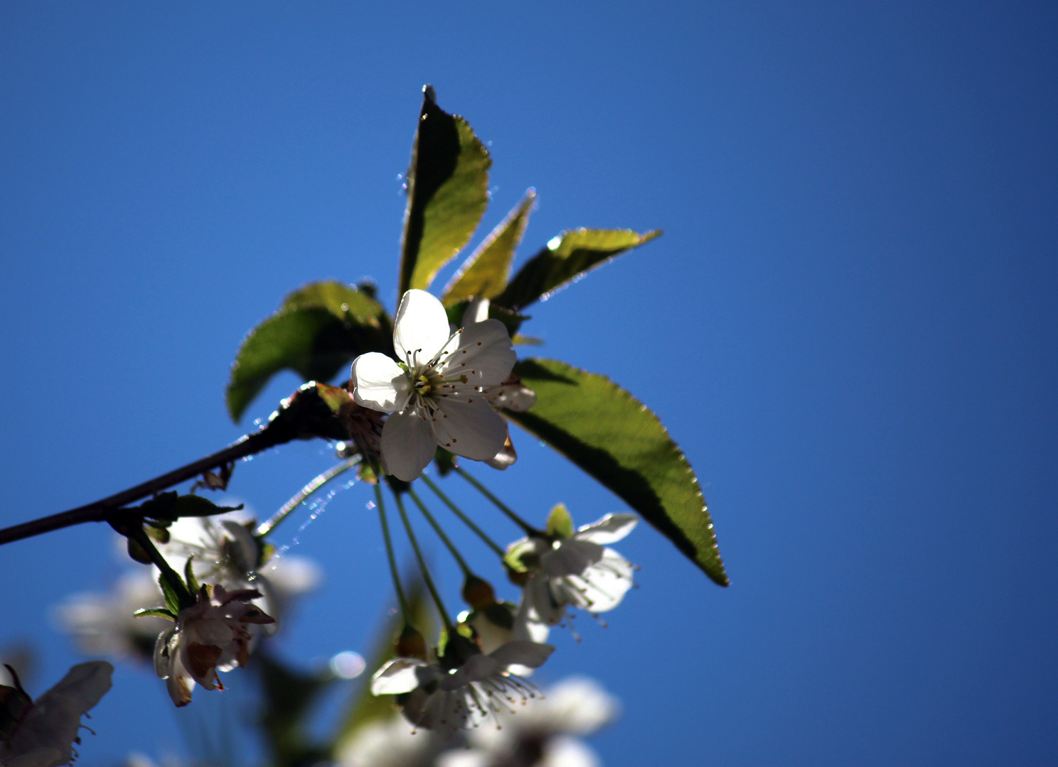 weiße Sterne am blauen Himmel