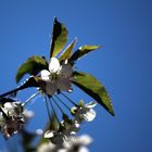 weiße Sterne am blauen Himmel