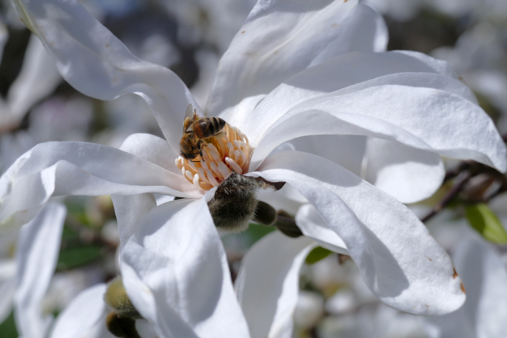 Weiße Sternmagnolie