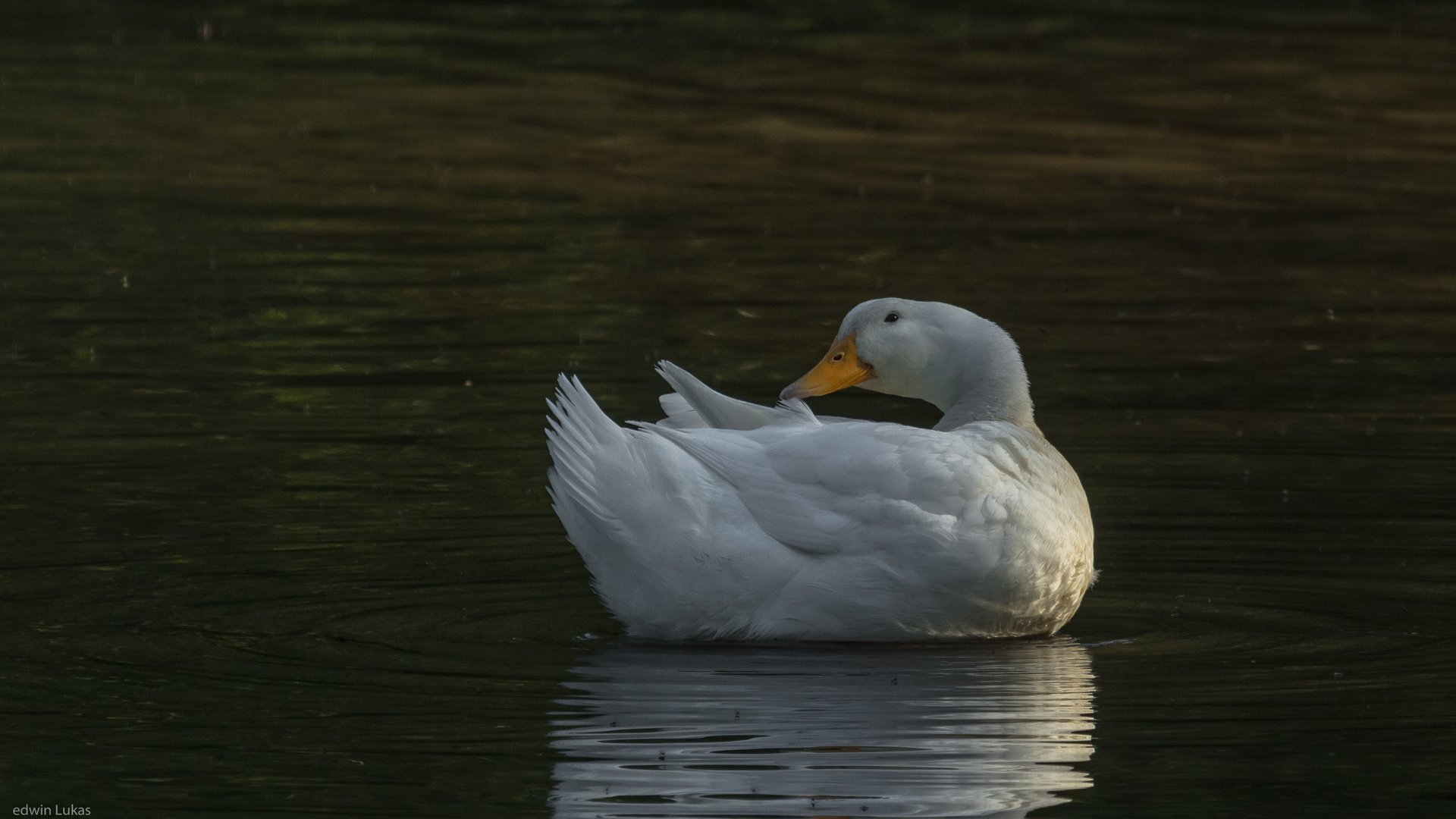 Weiße Stockente