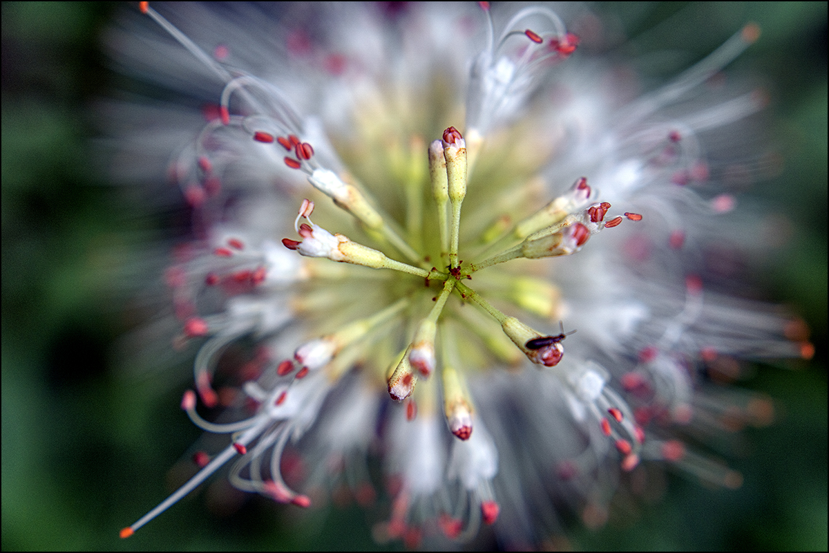 weiße Strauchblüte