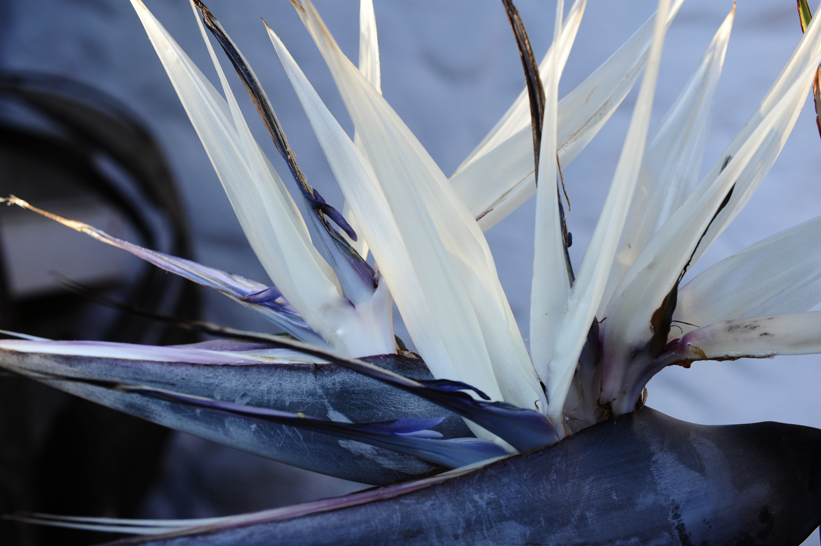 Weisse Strelitzia (strelitzia nicolai) - white strelitzia in my garden