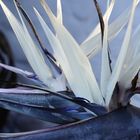 Weisse Strelitzia (strelitzia nicolai) - white strelitzia in my garden