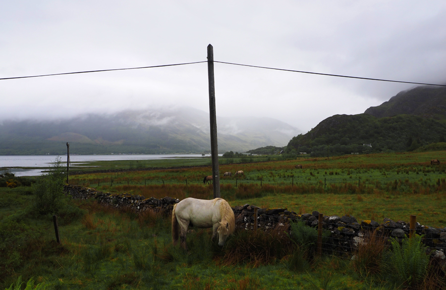 Weiße Stute in wilder Schottischer Landschaft