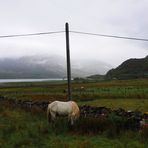 Weiße Stute in wilder Schottischer Landschaft