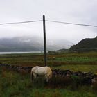 Weiße Stute in wilder Schottischer Landschaft