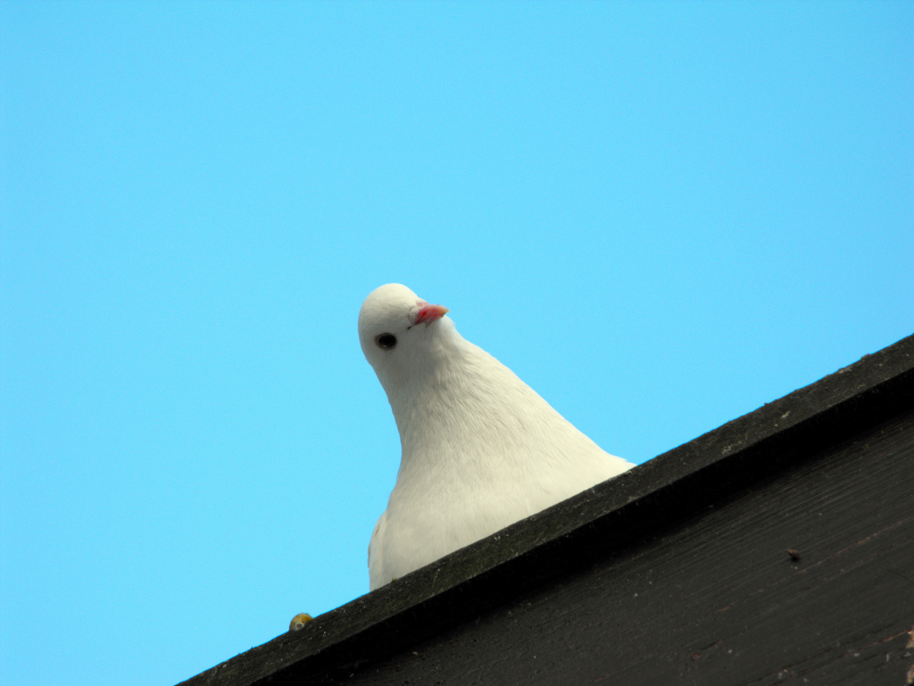 weiße Taube