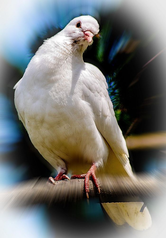 Weiße Taube