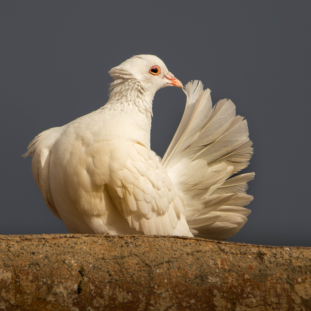 Weiße Taube Foto & Bild weiß, natur, taube Bilder auf