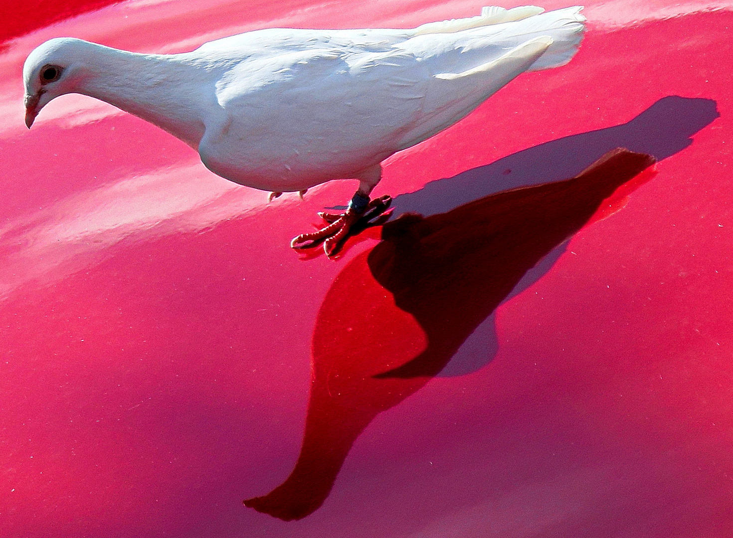 Weiße Taube auf rotem Grund