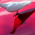 Weiße Taube auf rotem Grund