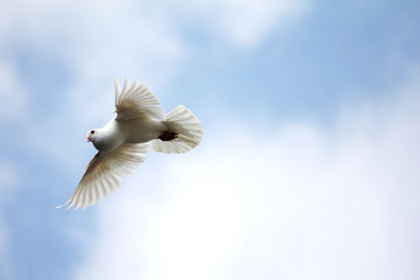 Weiße Taube Foto &amp; Bild tiere, zoo, wildpark &amp; falknerei