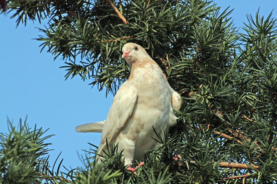 Weiße Taube im Garten