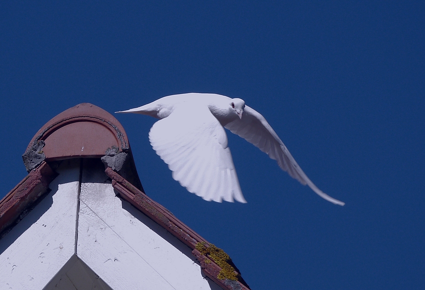 Weiße Taube vor blauem Himmel