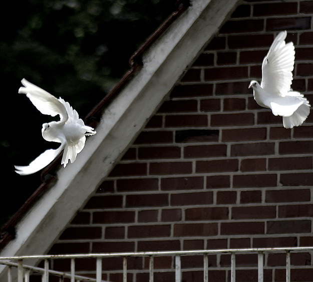 Weiße Tauben 