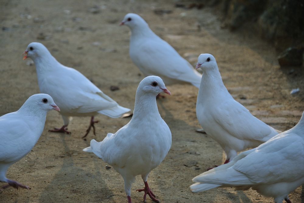 Weiße Tauben Foto & Bild tiere, wildlife, wild lebende vögel Bilder
