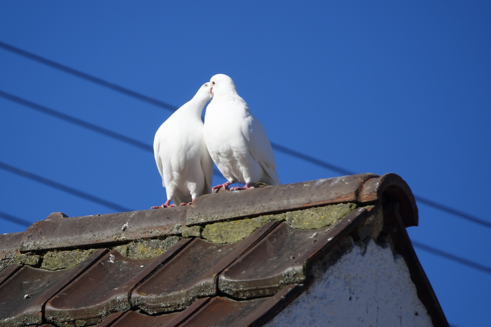 Weiße Tauben 