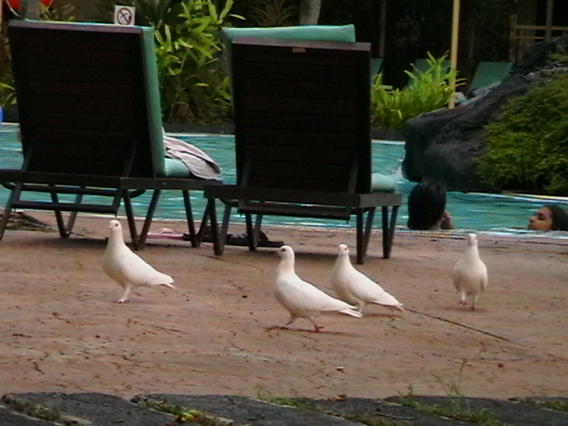 Weisse Tauben am Pool/Malaysia