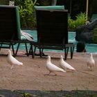Weisse Tauben am Pool/Malaysia
