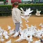 weiße Tauben in Sevilla