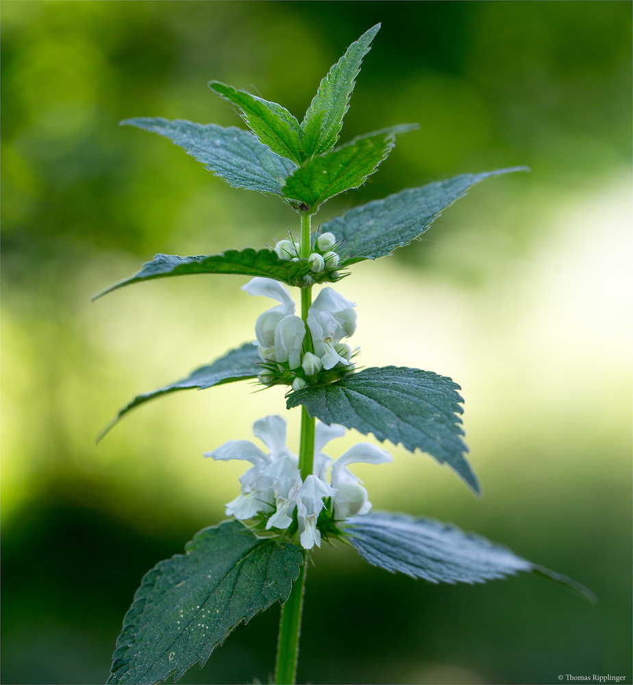 Weisse taubnessel lamium album