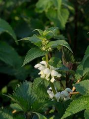 Weiße Taubnessel (Lamium album)