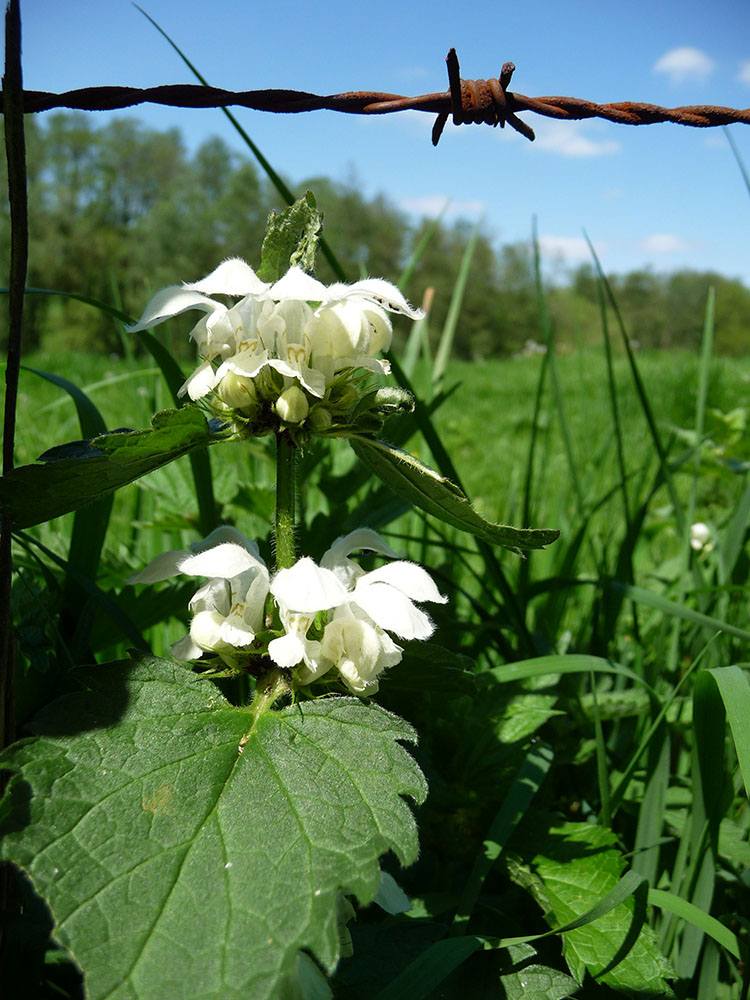 Weiße Taubnessel (Lamium album)