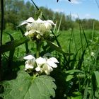 Weiße Taubnessel (Lamium album)