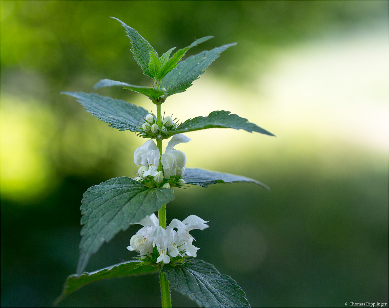 Weiße Taubnessel (Lamium album)..