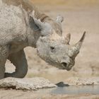 Weiße Tiere in der Etosha (1)